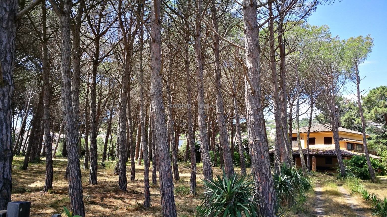 MORE FROM 9.000m OF LAND